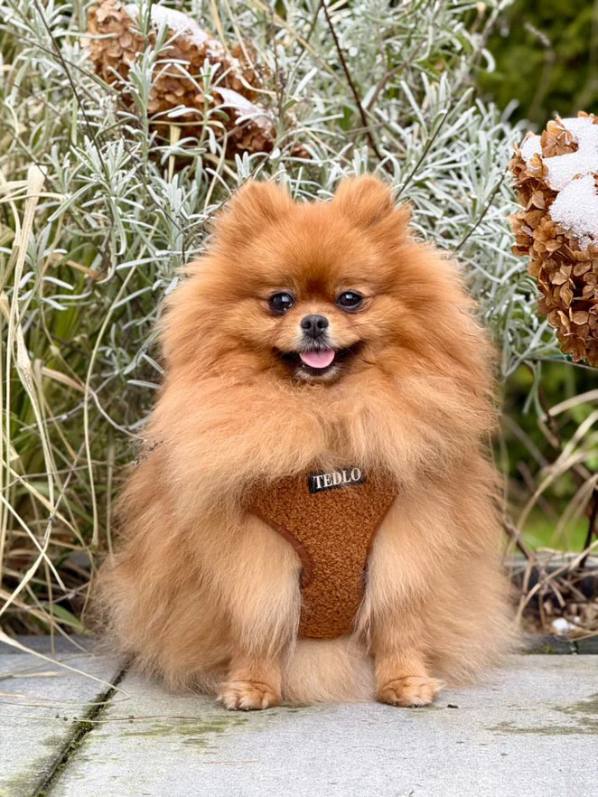 Szelki bezuciskowe dla psa